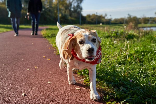 Découvrez les meilleures croquettes pour chien premium
