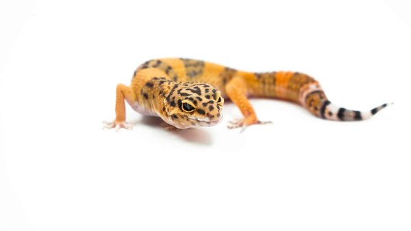 Comment évaluer la qualité de vie d'un gecko léopard en terrarium?