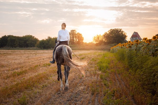 Quelles précautions prendre pour la natation avec un chien de race Landseer ayant des antécédents de problèmes d'oreille?