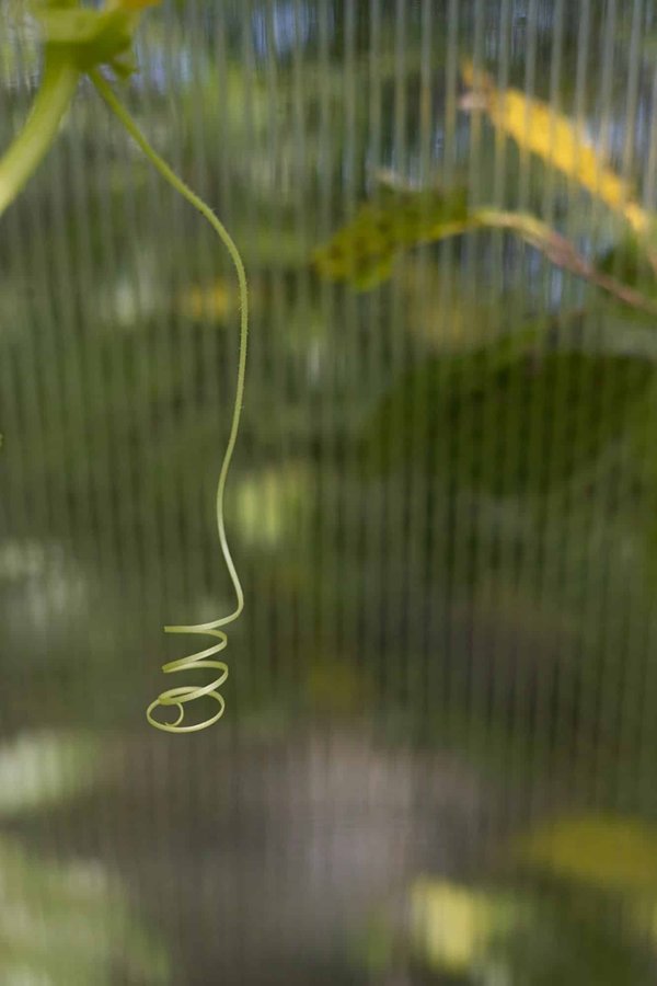 Comment aider un chat Abyssin à s'adapter à un nouvel environnement après un déménagement ?