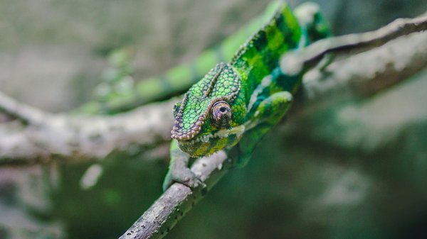 Quel est l'apport nutritionnel optimal pour un jeune caméléon casqué du Yémen?