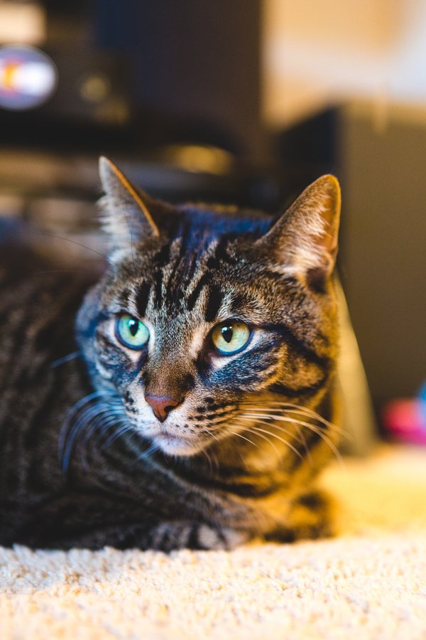 Guide pratique pour choisir l'assurance idéale pour votre chat