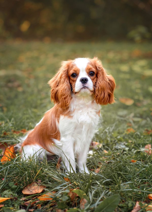 Assurance santé pour votre Cavalier King Charles : pourquoi ?